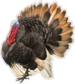 Turkey Sticker